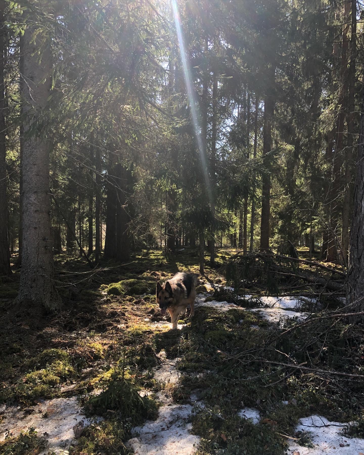 dog in forest